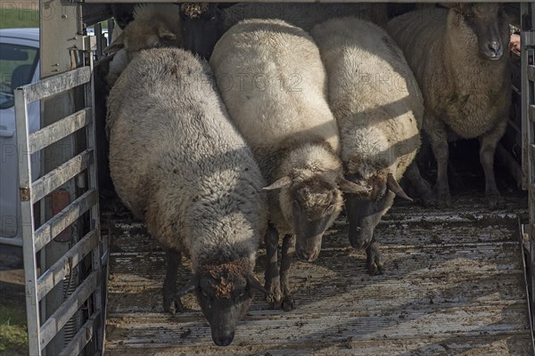 Black-headed domestic sheep (Ovis gmelini aries) run out of the cattle truck onto the pasture, Mecklenburg-Vorpommern, Germany, Europe