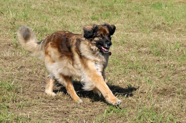 Leonberger dog in motion on a meadow, appears cheerful while playing, Leonberger dog, Schwaebisch Gmuend, Baden-Wuerttemberg, Germany, Europe