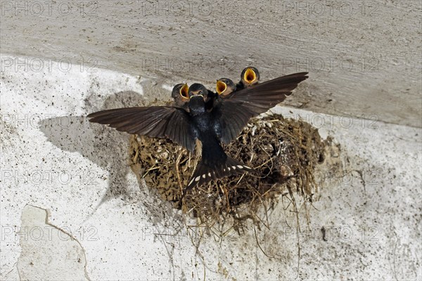 Barn Swallow (Hirundo rustica), young, nest