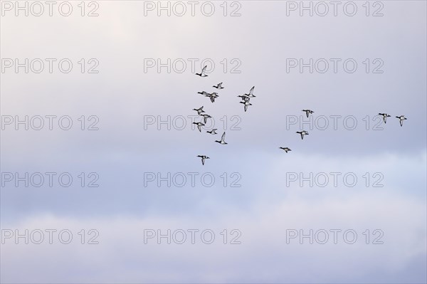 Greater scaup (Aythya marila), small flock in flight, Laanemaa, Estonia, Europe