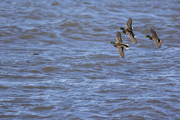 Mallard (Anas platyrhynchos), three adult males in flight, in the water Ferruginous Duck (Clangula hyemalis), Laanemaa, Estonia, Europe