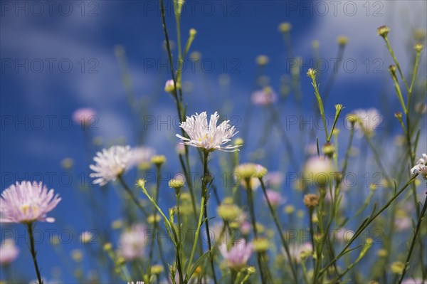 Close-up of mauve Erigeron, Fleabane flowers against a blue sky in late summer, Quebec, Canada, North America