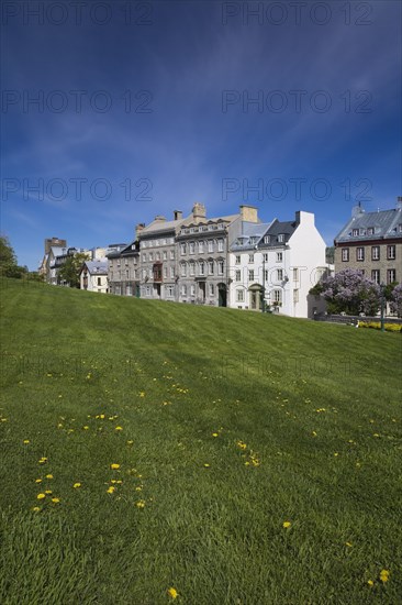 Old historical architectural residential buildings on Saint-Denis avenue in Upper Town and sloped green grass field with yellow Taraxacum officinale, Dandelion flowers in spring, Old Quebec City, Quebec, Canada, North America