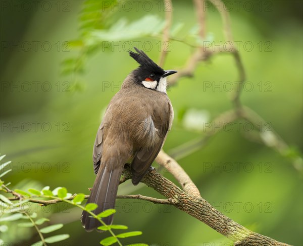 Red-eared Bulbul (Pycnonotus jocosus) sits on a branch, occurs in tropical Asia, captive