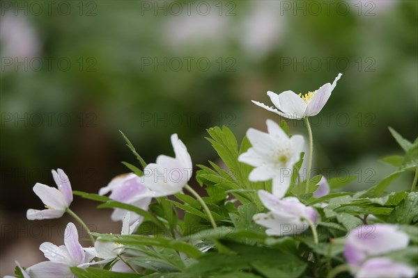 Enchanting wood anemones, spring, Germany, Europe