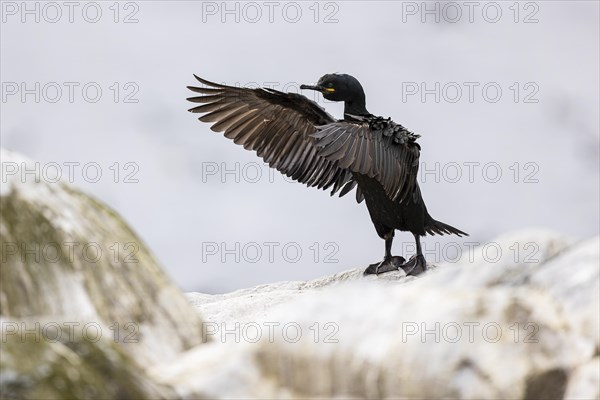 Common shag (Phalacrocorax aristotelis) flapping its wings, Hornoya Island, Vardo, Varanger, Finnmark, Norway, Europe