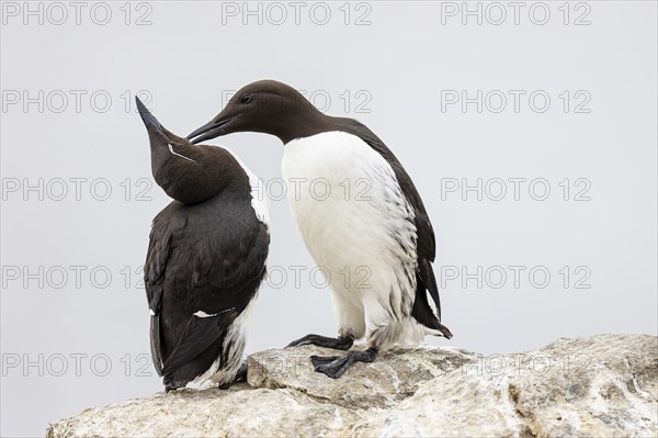 Common guillemot (Uria aalge), breeding pair grooming each other, Hornoya Island, Vardo, Varanger, Finnmark, Norway, Europe