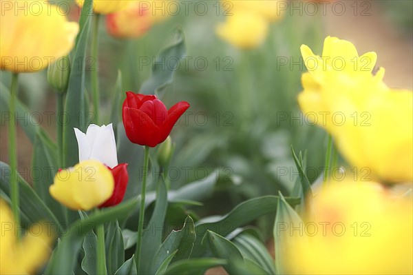High-contrast depiction of red and white tulips among yellow flowers