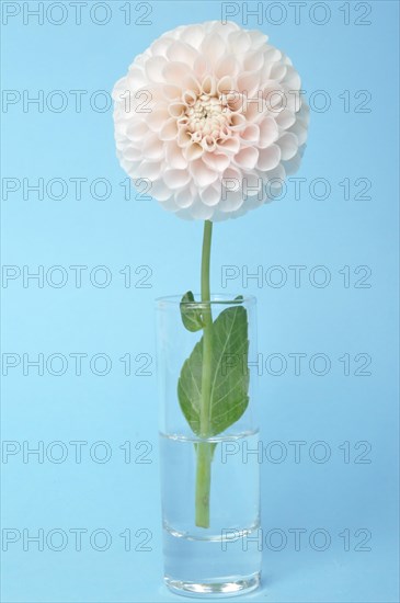 Dahlia pompom on blue background