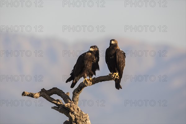 Iberian Eagle, Spanish Imperial Eagle (Aquila adalberti), Extremadura, Castilla La Mancha, Spain, Europe