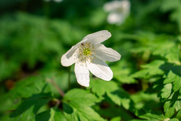 Flowering wood anemone (Anemone nemorosa), close-up, Neubeuern, Germany, Europe