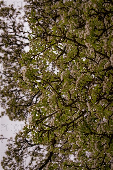 Branches of a pear tree (Pyrus communis) with white blossoms, Neubeuern, Germany, Europe