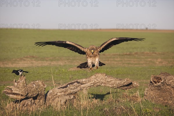 Juvenile Iberian Eagle, Spanish Imperial Eagle (Aquila adalberti), Extremadura, Castilla La Mancha, Spain, Europe