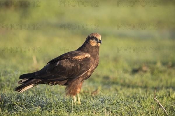 Western marsh-harrier (Circus aeruginosus), Extremadura, Castilla La Mancha, Spain, Europe