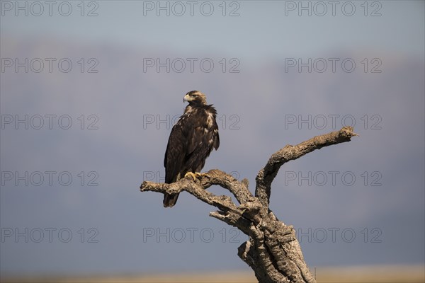 Iberian Eagle, Spanish Imperial Eagle (Aquila adalberti), Extremadura, Castilla La Mancha, Spain, Europe