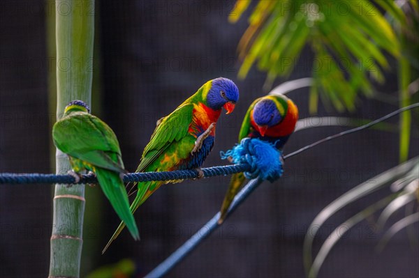 Portrait of a loris, parrot. Beautiful shot of the animals in the forest on Guadeloupe, Caribbean, French Antilles