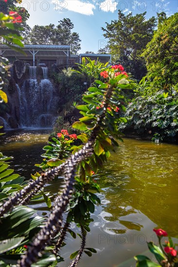 Jardin Botaniqu de Deshaies, botanical garden with flora and fauna in Guadeloupe, Caribbean, French Antilles