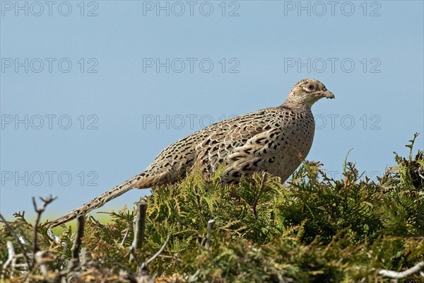 Pheasant female standing on garden hedge looking right in front of blue sky