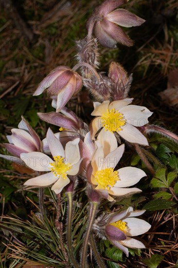 Spring pasque flower some closed and open pink flowers on top of each other