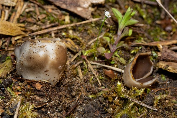 Black and white ribbed cup lobelia two cup-shaped brown fruiting bodies next to each other in needle litter