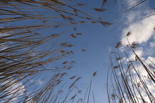 Reeds, sky, Lower Austria