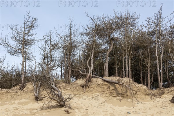 Dead trees, LLanddwyn Bay, Newborough, Isle of Anglesey, Wales, Great Britain