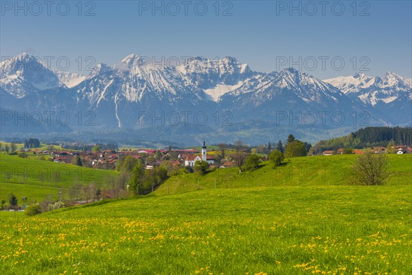 Common dandelion (Taraxacum sect. Ruderalia) in spring, meadow near Rieden am Forggensee, Ostallgaeu, Allgaeu, Bavaria, Germany, Europe