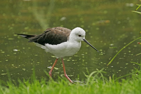 Black-winged Black-winged Stilt (Himantopus himantopus)