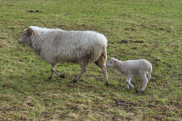 Horned moorland sheep (Ovis aries) with their lamb on the pasture, Mecklenburg-Western Pomerania, Germany, Europe