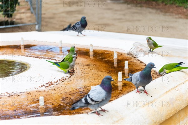 Birds drinking from the mouth of a disused well as a result of the water shortage in Barcelona, Spain, Europe