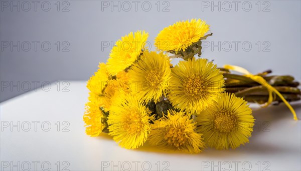 Coltsfoot flowersDandelion in a transparent vase, minimalistically arranged with a reflection, medicinal plant coltsfoot, Tussilago farfara, AI generated, AI generated