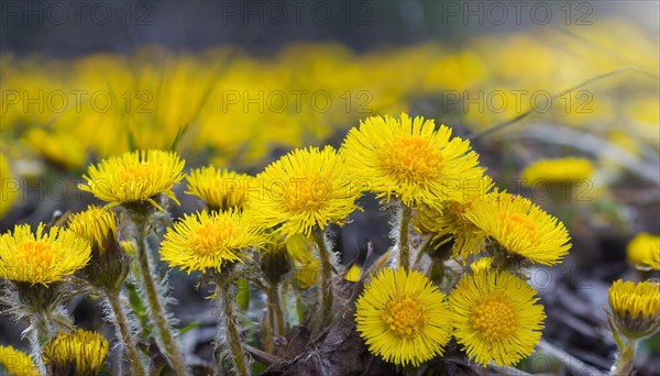 Yellow wildflowers in the soft light of the setting sun, medicinal plant coltsfoot, Tussilago farfara, KI generated, AI generated