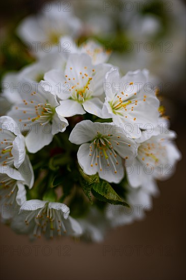 The white blossoms of a sweet cherry (Prunus avium) on a cherry tree, Jena, Thuringia, Germany, Europe