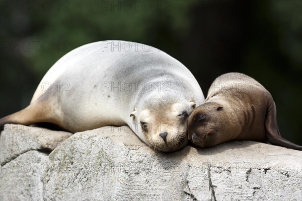 California sea lion (Zalophus californianus), An adult sea lion and a juvenile showing love and bonding while cuddling on a rock