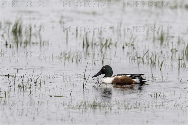 Northern Shoveler (Spatula clypeata), Lower Saxony, Germany, Europe