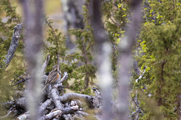 Redwing (Turdus iliacus) resting on a branch, Varanger, Finnmark, Norway, Europe