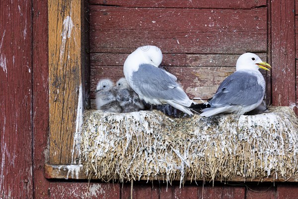 Black-legged kittiwake (Rissa tridactyla), two adult birds with chicks on nest on house facade, Vardo, Varanger, Finnmark, Norway, Europe