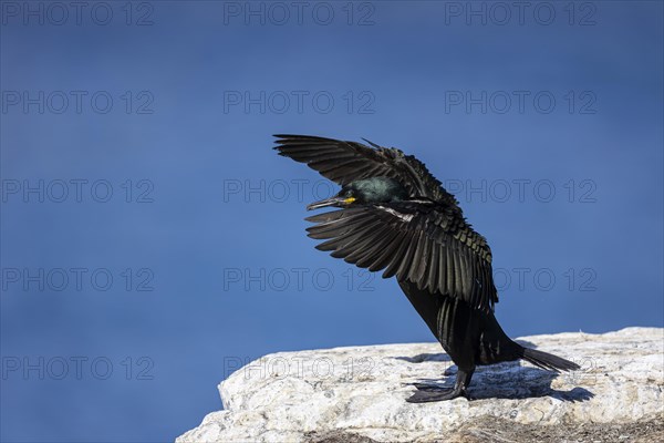 Common shag (Phalacrocorax aristotelis) flapping its wings, Hornoya Island, Vardo, Varanger, Finnmark, Norway, Europe