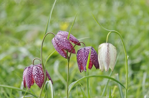 Charming chequerboard flower, spring, Germany, Europe