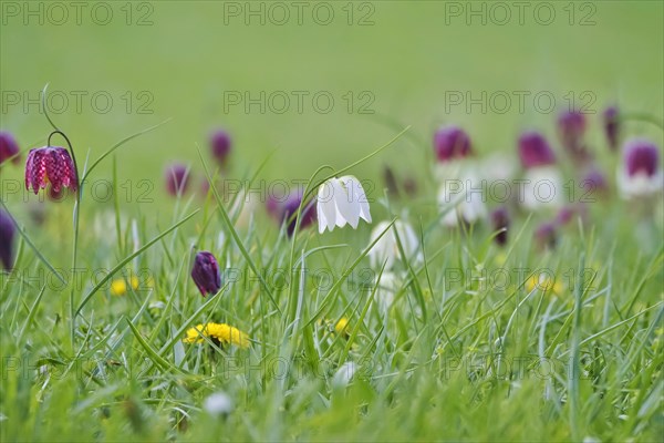 Charming chequerboard flower, spring, Germany, Europe