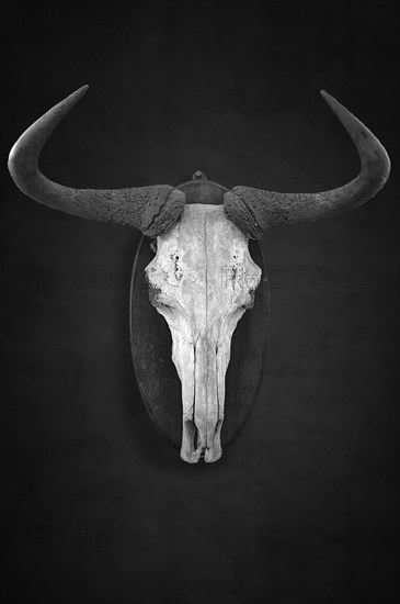 Hunting trophy of a wildebeest skull on a dark background, shot in 1912 in the former German South West Africa, Mecklenburg-Western Pomerania, Germany, Europe