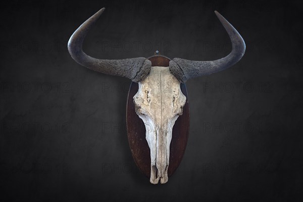 Hunting trophy of a wildebeest skull on a wall, shot in 1912 in the former German South West Africa, Mecklenburg-Western Pomerania, Germany, Europe