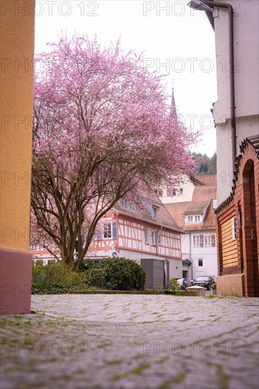 Urban scene with a blossoming tree and a half-timbered house in the background, Calw, Black Forest, Germany, Europe