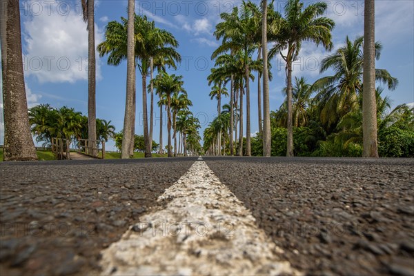 The famous palm avenue l'Allee Dumanoir. Landscape shot from the centre of the street into the avenue. Taken on a changeable day on Grand Terre, Guadeloupe, Caribbean, North America