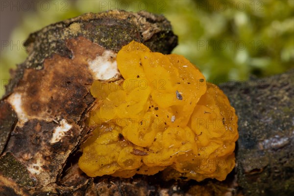 Golden yellow trembling yellowish gelatinous fruiting body on tree trunk