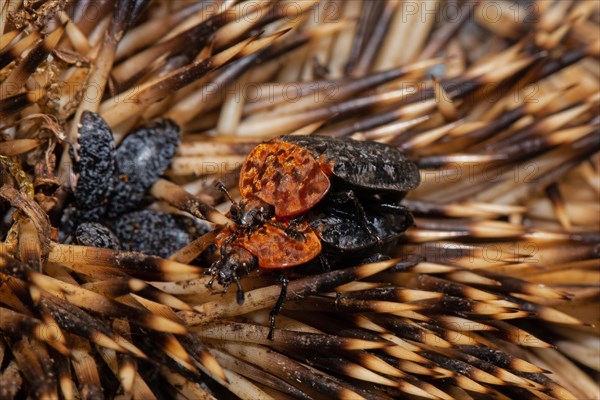 Red-necked silpha two beetles sitting on hedgehog spines mating looking left