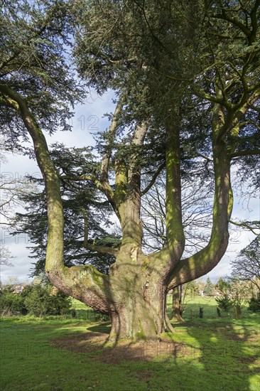 Large tree in the garden of the youth hostel, Tiddington, Stratford upon Avon, England, Great Britain