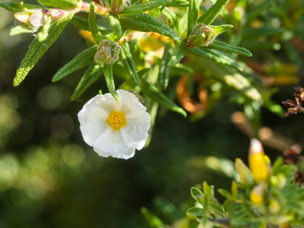 Sage-leaved rockrose (Cistus salviifolius), flower, near Olbia, Sardinia, Italy, Europe