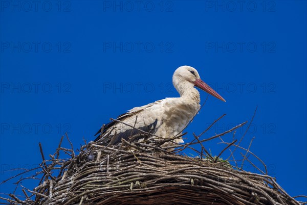 Stork (ciconia) in the nest on the roof of the town hall, Tangermuende, Saxony-Anhalt, Germany, Europe