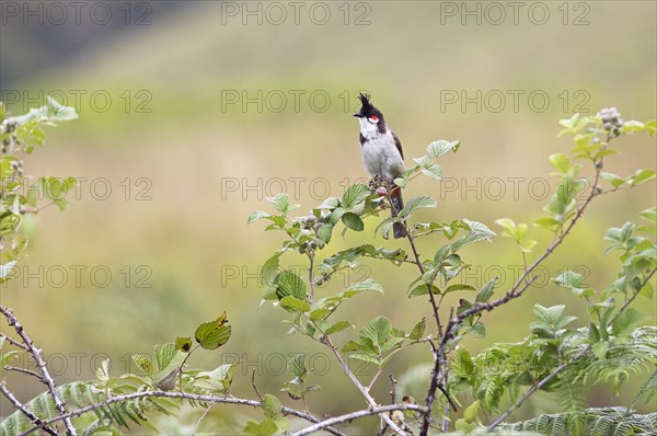 Red-vented Bulbul (Pycnonotus cafer) or Sooty Bulbul in Eravikulam National Park, Kannan Devan Hills, Munnar, Kerala, India, Asia